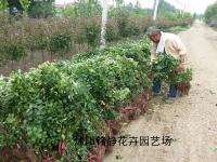 卫矛球_最新价格_卫矛球产地_卫矛球基地图片