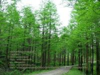 水杉树_最新价格_图片_产地基地
