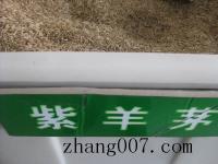 紫羊茅种子_价格_图片_种植方法_育苗技术