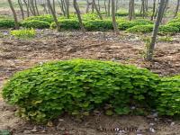 三叶草_白三叶_红花炸酱草_图片_价格_基地苗圃直销